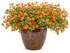 Portulaca umbraticola 'Mojave® Tangerine' in decorative pot