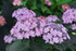 Hydrangea serrata Let's Dance Can Do!™