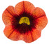Calibrachoa hybrid 'Superbells® Tangerine Punch™' flower