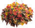 Calibrachoa hybrid 'Superbells® Tangerine Punch™' combination