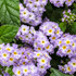 Heliotropium arborescens 'Augusta® Lavender'