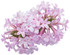 Verbena rigida 'Cake Pops™ Pink' flower