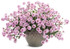 Verbena rigida 'Cake Pops™ Pink' in decorative pot