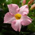 Dipladenia Madinia Pink