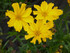 Coreopsis LI'L BANG Series 'Goldilocks'