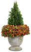 Calibrachoa hybrid 'Superbells® Dreamsicle®' combination