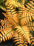 Dryopteris wallichiana 'Jurassic Gold'