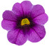 Calibrachoa hybrid 'Superbells® Grape Punch™' flower