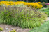 Pennisetum alopecuroides PRAIRIE WINDS® 'Lemon Squeeze'