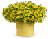 Calibrachoa hybrid 'Superbells® Lemon Slice®' in decorative pot