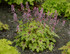 Heucherella FUN AND GAMES® 'Eye Spy'