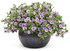 Calibrachoa hybrid 'Superbells® Miss Lilac' in decorative pot