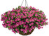 Calibrachoa hybrid 'Superbells® Pink' in hanging basket
