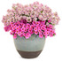 Calibrachoa hybrid 'Superbells® Pink' combination