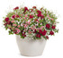 Calibrachoa hybrid 'Superbells® Strawberry Punch™' combination