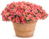 Calibrachoa hybrid 'Superbells® Tropical Sunrise' in decorative pot