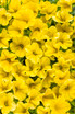 Calibrachoa hybrid 'Superbells® Yellow'