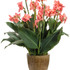 Canna generalis 'Toucan® Coral' in decorative pot