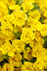 Calibrachoa hybrid 'Superbells® Double Yellow'