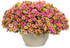 Calibrachoa hybrid 'Superbells® Omni™ Pink Lemonade' decorative pot