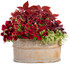 Coleus Plectranthus scutellarioides 'ColorBlaze® Rediculous®' combination