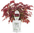 Coleus Solenostemon scutellariodes  'Colorblaze® Royale Cherry Brandy®' in grower pot