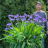 Iris ampliflora 'Ming Treasure'