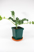 Ornamental Kale 'Blue Ridge' in quart pot