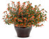 Cuphea hybrid 'Vermillionaire®' in decorative pot
