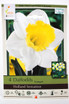 Daffodil 'Holland Sensation' - Bulbs