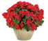 Begonia 'Solenia® Scarlet' in pot