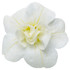 Calibrachoa hybrid 'Superbells® Double White' bloom