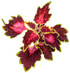 Coleus scutellarioides 'Colorblaze® Cherry Drop' foliage