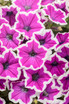 Petunia hybrid 'Supertunia® Hoopla™ Vivid Orchid™' close up