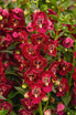 Angelonia Archangel™ Ruby Sangria