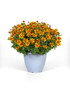 Bidens 'Double Bee Alive' in pot