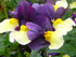 Nemesia x hybrida 'SunGlow™ Purple Bicolor' close up