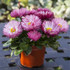 Bellis perennis 'Bam Bam™ Rose'