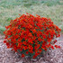 Coreopsis verticillata 'Crazy Cayenne'