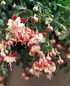 Fuchsia hybrid 'Swingtime'