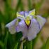 Iris pseudata 'Tsukiyono'