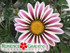 Gazania  'Big Kiss™ White Flame'