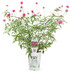 Gomphrena pulchella 'Truffula™ Pink' in grower pot