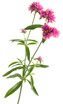 Gomphrena pulchella 'Truffula™ Pink' flower