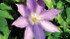 Clematis 'H.F. Young'