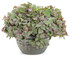 Ipomoea batatas Proven Accents® 'Tricolor' in decorative pot