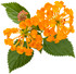 Lantana camara 'Luscious® Marmalade' flower