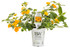 Lantana camara 'Luscious® Goldengate™' in grower pot