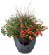 Lantana camara 'Luscious® Citrus Blend™' combination