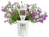 Lobelia erinus 'Laguna® Ultraviolet™' in grower pot